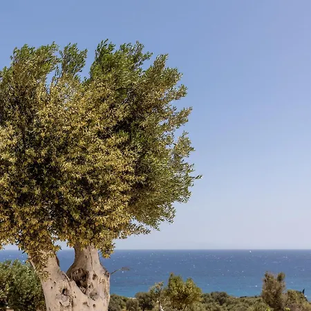 Mitatos - Authentic Naxian *